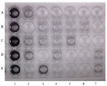 Image for - Construction of a Vector for the Surface Display of Heterologous Proteins in Saccharomyces cerevisiae