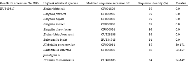 Image for - Molecular Phylogenetic Approach for Classification of Salmonella typhi