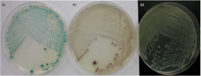 Image for - Occurrence of Potentially Human Pathogenic Vibrio Species in the Coastal Water of the Eastern Province of Saudi Arabia
