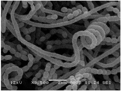Image for - Microbiological Studies on the Production of Antimicrobial Agent by Actinomycete Isolated from Saudi Arabia