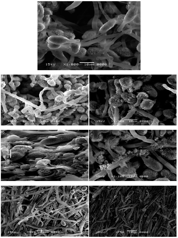 Image for - Antifungal Activity of Silver and Copper Nanoparticles on Two Plant Pathogens, 
  Alternaria alternata and Botrytis cinerea