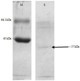 Image for - Application of Immobilized Laccase from Bacillus subtilis MTCC 2414 on Decolourization of Synthetic Dyes