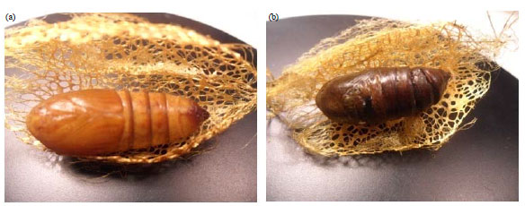 Image for - Isolation and Application of Pathogenic and Biological Control Bacteria from Pupae of Golden Silkworm Cricula trifenestrata Helfer