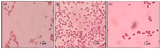 Image for - Selection and Identification of Phosphate-Potassium Solubilizing Bacteria from the Area Around the Limestone Mining in Cirebon Quarry