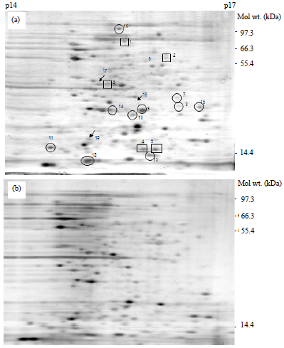 Image for - Inducible Acid Tolerance Response in Shigella sonnei and Shigella flexneri