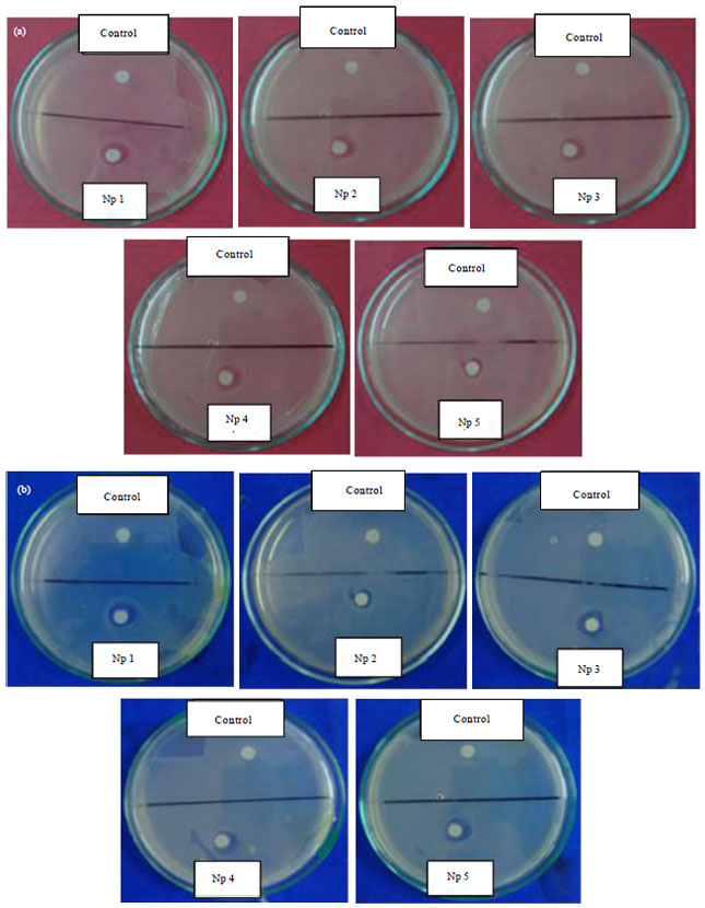 Image for - Screening of Amylolytic Bacteria as Candidates of Probiotics in Tilapia (Oreochromis sp.)