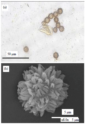 Image for - Characterization of Pisolithus orientalis from Taiwan and its Compatibility with Cyclobalanopsis glauca