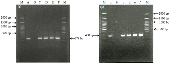 Image for - Identification of Staphylococcus aureus and Coagulase Negative Staphylococci Isolates from Mastitis Milk of Etawa Crossbred Goat
