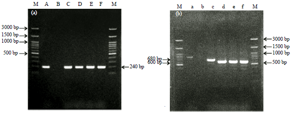 Image for - Identification of Staphylococcus aureus and Coagulase Negative Staphylococci Isolates from Mastitis Milk of Etawa Crossbred Goat