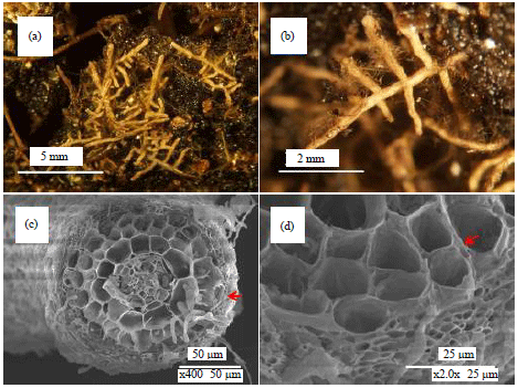 Image for - Characterization of Pisolithus orientalis from Taiwan and its Compatibility with Cyclobalanopsis glauca