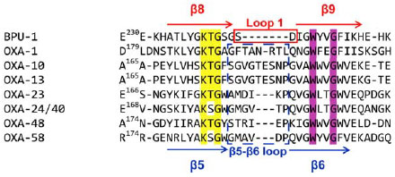 Image for - A Role of Loop 1 in BPU-1: A Class D β-lactamase from Gram-positive Bacteria