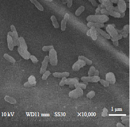 Image for - Characteristics of High Ammonium-tolerant Arthrobacter sp. LM1KK Isolated from High Ammonia Odorous Region of Laying Hens Farm in the Tropical Area