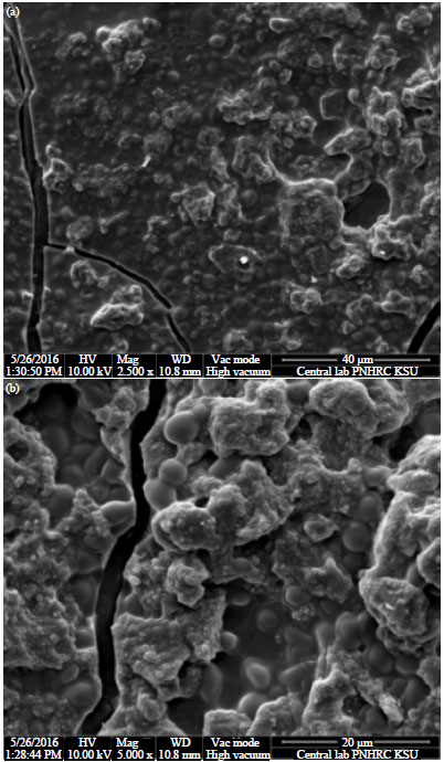 Image for - Characterization of Biogenic Silver Nanoparticles by Salvadora persica Leaves Extract and its Application Against Some MDR Pathogens E. coli and S. aureus