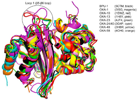 Image for - A Role of Loop 1 in BPU-1: A Class D β-lactamase from Gram-positive Bacteria