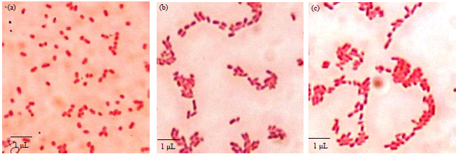 Image for - Selection, Characterization and Application of Rhizobacteria and its Effect on Chili (Capsicum annuum L.) Plant Growth