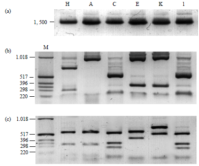 Image for - Identification of HACEK Group Bacteria from Blood Samples of Patients with Infective Endocarditis by PCR-RFLP of the 16s rRNA Gene