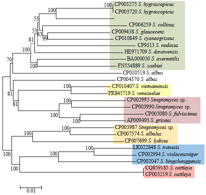 Image for - Identification and Phylogeny of Streptomyces Based on Gene Sequences