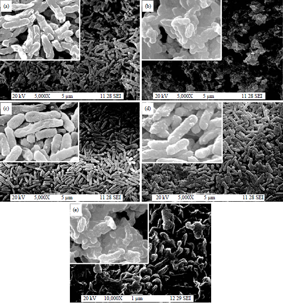Image for - Biofilm Formation and its Susceptibility Testing of Myroides odoratimimus SKS05-GRD Using MBECTM High-throughput Assay