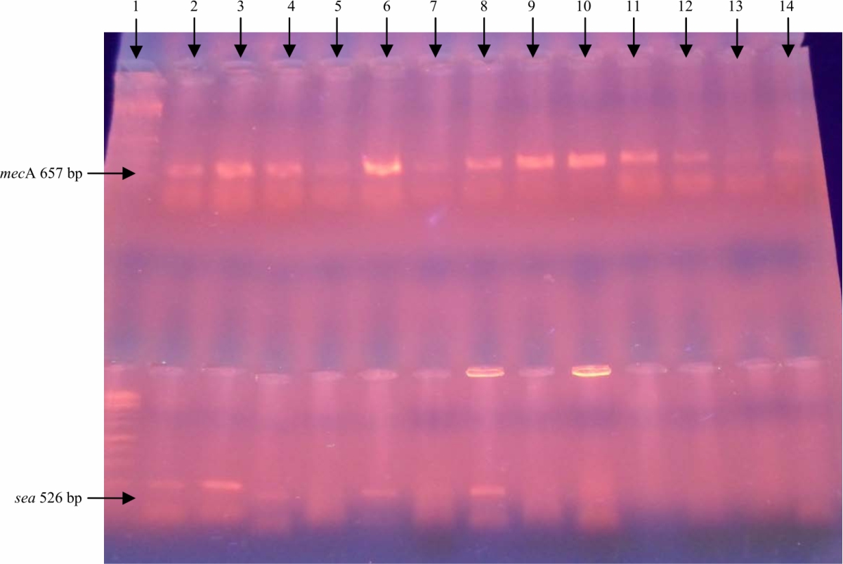 Image for - Quantitation of mecA and sea genes on Staphylococcus aureus using Quantitative PCR Assay