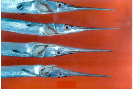 Image for - Infestation of Isopod Parasite Lironeca puhi in Slender Needle Fish Strongylura leiura