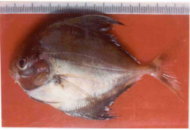 Image for - Histopathology of the Infestation of Parasitic Isopod Joryma tartoor of the Host Fish Parastromateus niger
