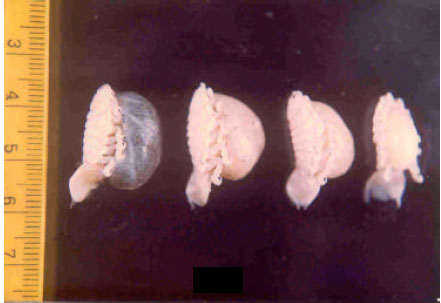 Image for - Infestation of Isopod Parasite Lironeca puhi in Slender Needle Fish Strongylura leiura