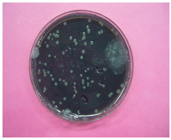 Image for - Interaction of Legionellae and Free-Living Amoebae Within Hospital Water Supplies