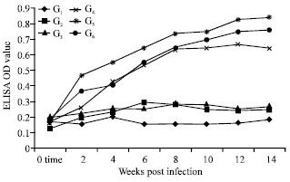 Image for - Immune Response in Fasciola gigantica Experimentally Infected Rabbits Treated with Either Carnosine or Mirazid®