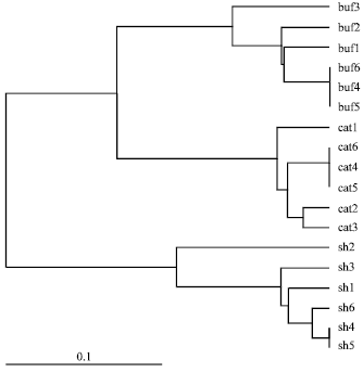 Image for - Genetic Variation of Fasciola hepatica from Sheep, Cattle and Buffalo