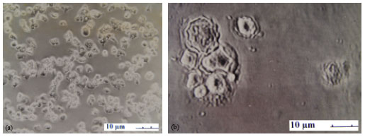 Image for - Interaction of Legionellae and Free-Living Amoebae Within Hospital Water Supplies