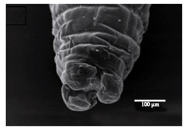 Image for - New Scanning Electron Microscopy Look of Ascaridia galli (Schrank,  1788) Adult Worm and its Biological Control