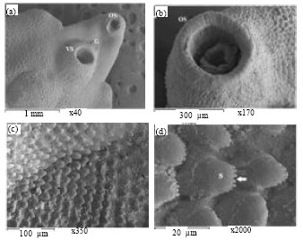 Image for - Scanning Electron Microscopic Observations of Adult Fasciola gigantica  after Immunization with Glutathione S-Transferase in Goats