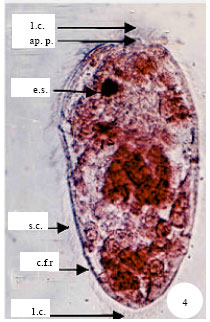 fasciola hepatica miracidia