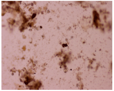 Image for - Molecular Diagnosis of Naturally Infection with Eimeria nieschulzi in Laboratory Rats