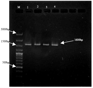 Image for - Molecular Diagnosis of Naturally Infection with Eimeria nieschulzi in Laboratory Rats