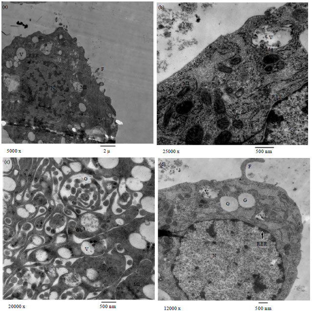 Image for - Ultrastructure and Populational Ratios of Hemocytes of the Brown Dog Tick,  Rhipicephalus sanguineus (Latreille) (Ixodoidea, Ixodidae)