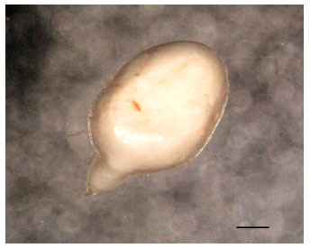 Image for - Myotonia and Colic Associated with the Spinose Ear Tick, Otobius megnini, in a Horse in Northern Mexico