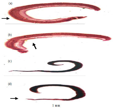 Image for - In vitro Effect of Mefloquine on Adult Schistosoma mansoni