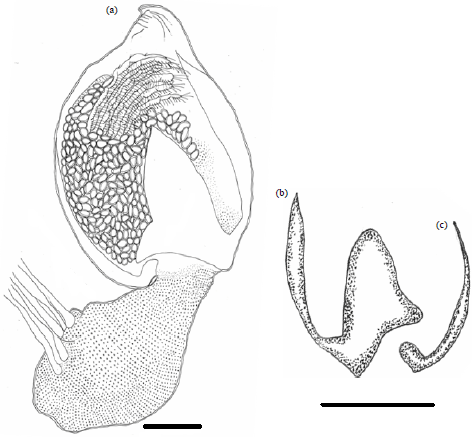 Image for - Morphological Distribution of Pedunculate Barnacle Octolasmis cor (Aurivillius, 1892) found on Gill of Wild Mud Crab (Genus: Scylla) from Terengganu Coastal Waters, Malaysia