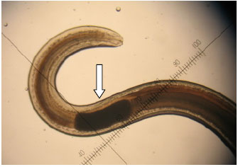 Image for - Occurrence of Anisakis Larvae in Commercial Fish along the Northern Coast of Taiwan