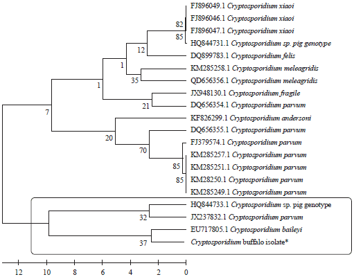 Image for - Molecular Characterization of Bubaline Isolate of Cryptosporidium Species from Egypt