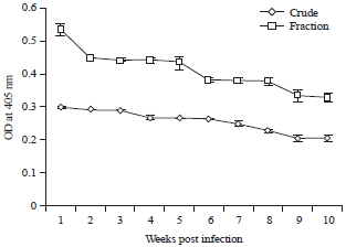 Image for - Diagnosis of Sheep Trichostrongylosis Based on Imune Response Profile in Experimental Rabbit Infection