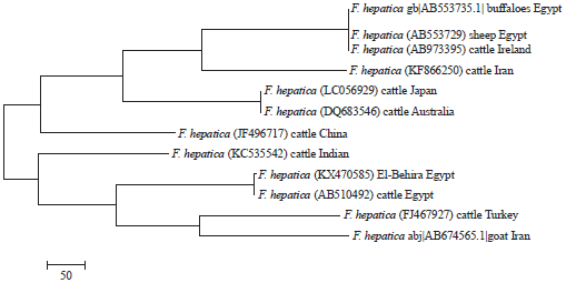 Image for - Molecular Characterization of Fasciola hepatica Infecting Cattle from Egypt Based on Mitochondrial and Nuclear Ribosomal DNA Sequences
