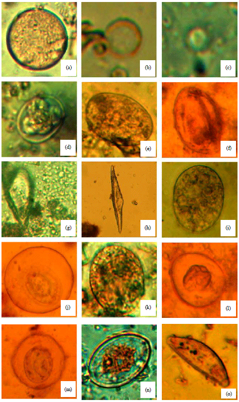 Image for - Snapshot View of Intestinal Parasites in Wild Birds of Chitwan District, the Southcentral Lowlands of Nepal