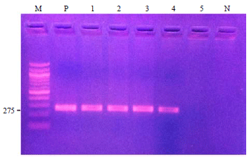 Image for - Monotypic PCR-RFLP Pattern of Circulating Theileria annulata Isolates from North India Based on HSP 70 gene