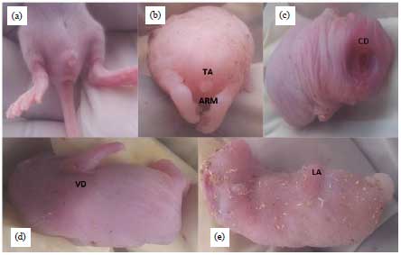Image for - Ameliorative Effects of Folic Acid and Aqueous Leaf Extract of Basella alba on Ethylenethiourea-induced Anorectal Malformations in Wistar Rats