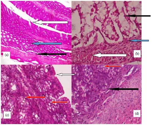 Image for - Ameliorative Effects of Folic Acid and Aqueous Leaf Extract of Basella alba on Ethylenethiourea-induced Anorectal Malformations in Wistar Rats