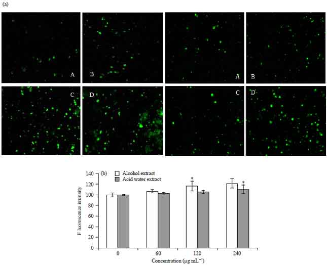 Image for - Comparison of the Cytotoxicity and Mitochondrial Effects of Gelsemium elegans Extracts on Human Hepatocellular Carcinoma Cells