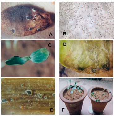 Image for - Seed-borne Nature of Myrothecium roridum in Watermelon Seeds