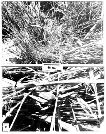 Image for - Morphological, Agrobotanical and Reproductive Studies in 35 Accessions of Panicum maximum Jacq. in South Western Nigeria
